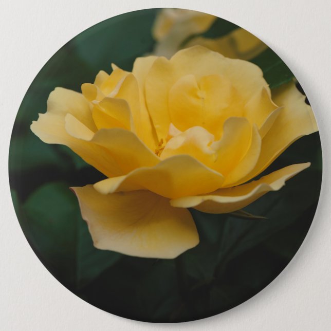 Yellow roses pinback button (Front)