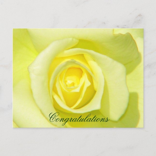 Yellow Roses_ Postcard (Front)