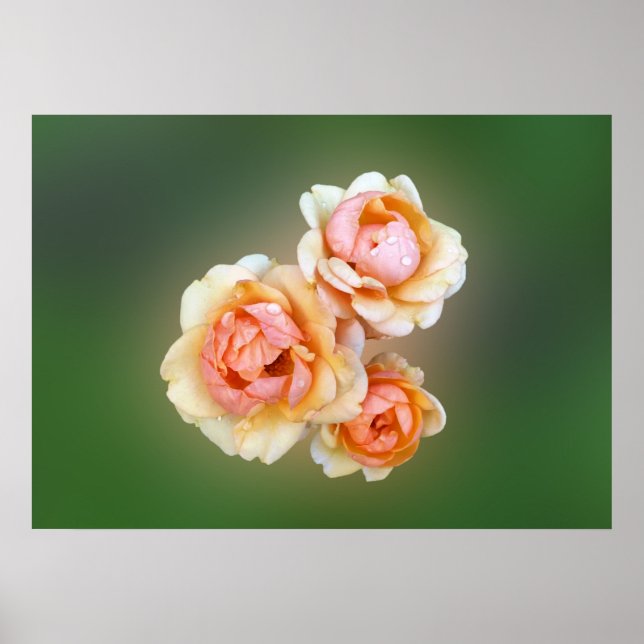 yellow roses poster (Front)
