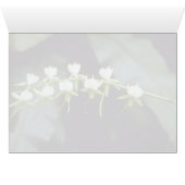 Yellow Rothschildiana (Vanda) flowers (Inside Horizontal (Bottom))