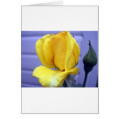 Yellow Rsoebud (Front)