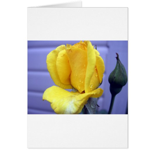 Yellow Rsoebud Cards (Front)