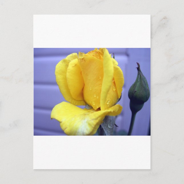 Yellow Rsoebud Postcard (Front)