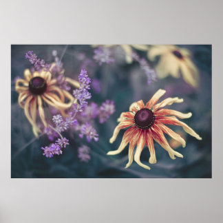 Yellow Rudbeckia And Purple Lavender Poster