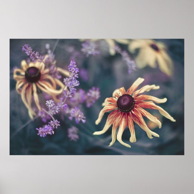 Yellow Rudbeckia And Purple Lavender Poster (Front)