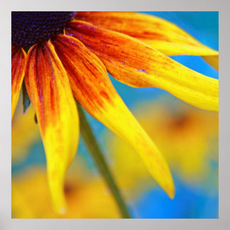 Yellow Rudbeckia Flower Macro Abstract Poster