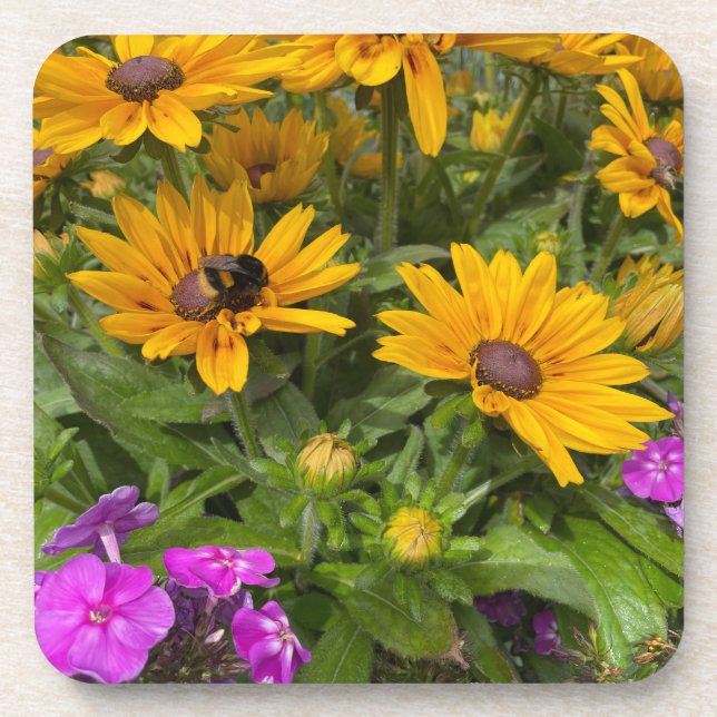  Yellow Rudbeckia Flowers Pink Phlox and Bee  Beverage Coaster (Front)