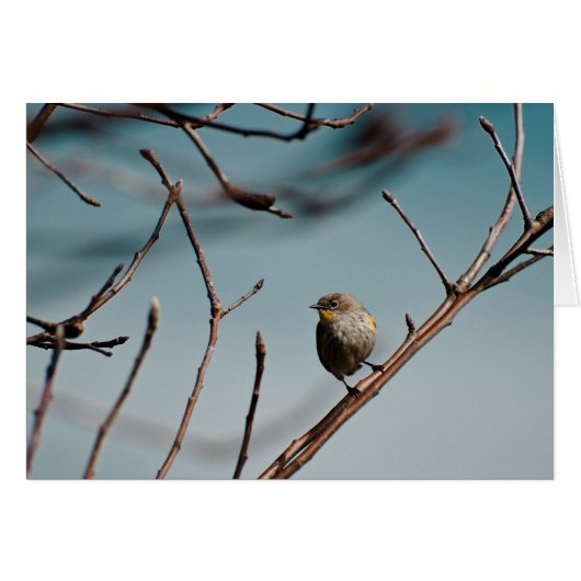 Yellow Rumped Warbler 01 Cards (Front Horizontal)