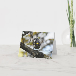 Yellow-Rumped Warbler #3 - Blank Note Card
