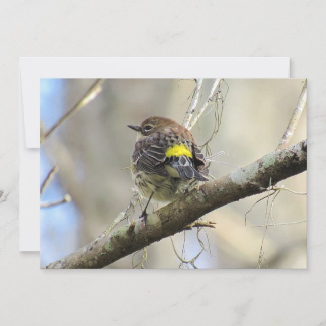 Yellow Rumped Warbler - Backyard Bird - Flat Card (Front)