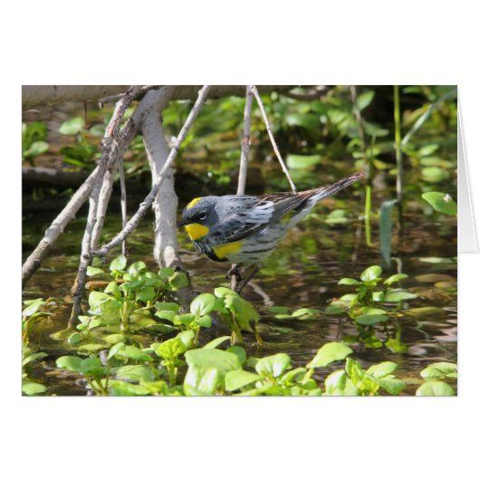 Yellow-rumped Warbler Cards (Front Horizontal)