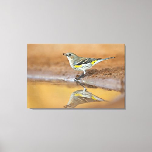 Yellow_Rumped Warbler Dendroica Coronata Canvas Print