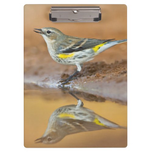 Yellow_Rumped Warbler Dendroica Coronata Clipboard