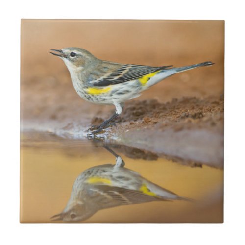 Yellow_Rumped Warbler Dendroica Coronata Tile