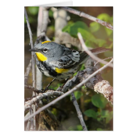 Yellow-rumped Warbler II Cards (Front)