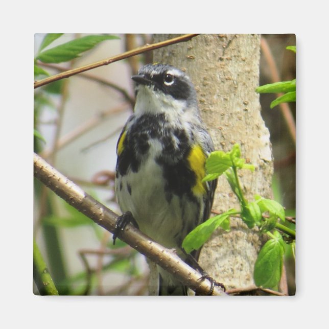 Yellow-rumped Warbler Magnet (Front)