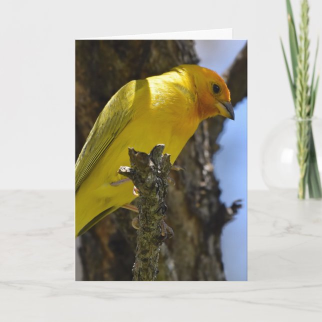 Yellow Saffron Finch Card (Front)