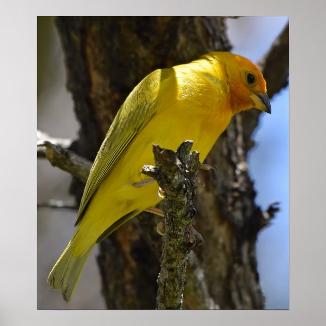 Yellow Saffron Finch Poster (Front)