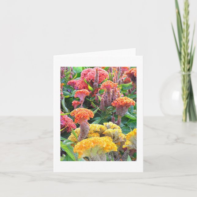 "YELLOW, SALMON AND ORANGE CELOSIA" NOTECARD/BLANK CARD (Front)