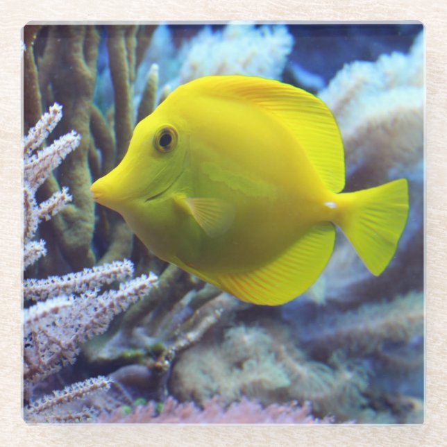Yellow Saltwater Tang Fish Glass Coaster (Front)