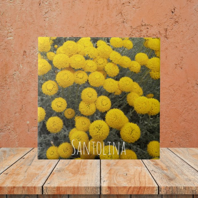 Yellow Santolina Flowering Shrub Floral Ceramic Tile (In Situ)