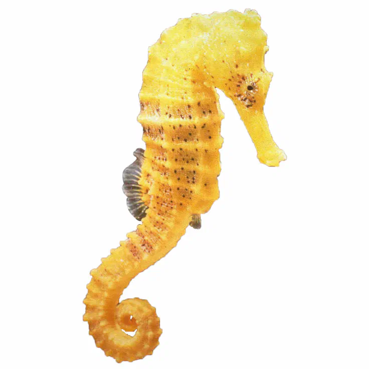 yellow seahorses