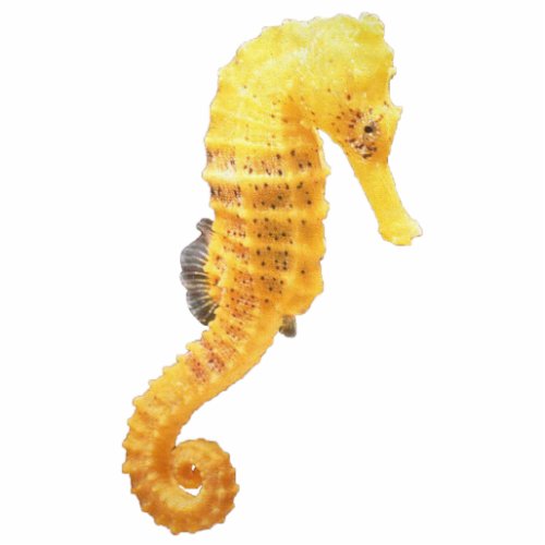 Yellow Seahorse Sculpture