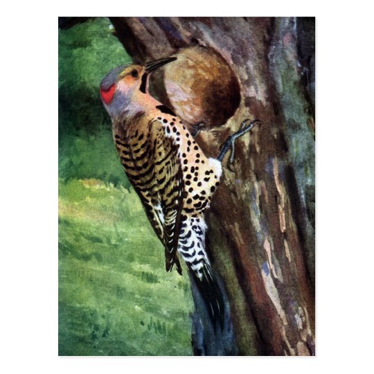 Yellow-shafted Flicker and Tree Cavity Postcard