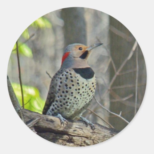 Yellow_Shafted Flicker Coordinating Items Classic Round Sticker