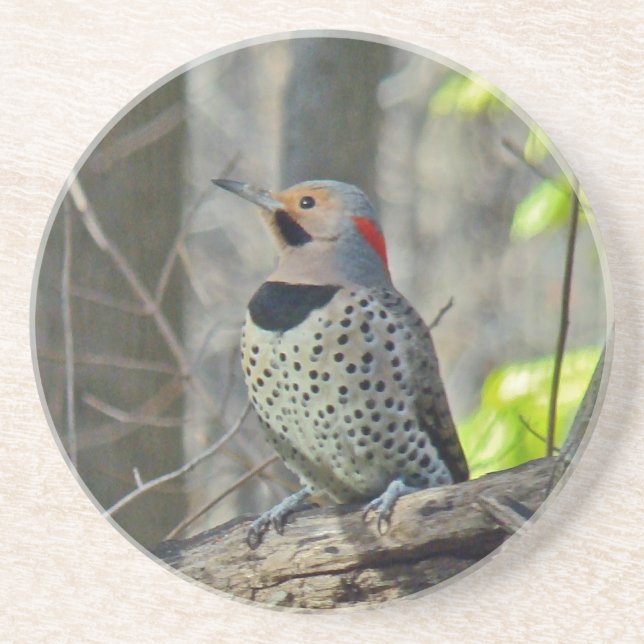 Yellow-Shafted Flicker Woodpecker Sandstone Coaster (Front)