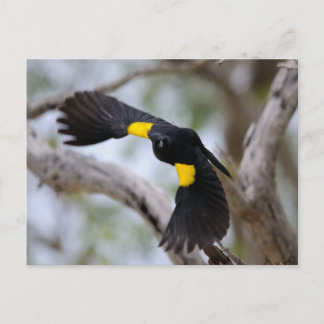 Yellow-shouldered Blackbird in Flight Postcard
