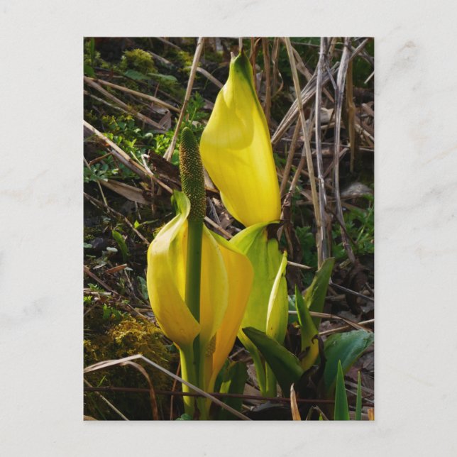 Yellow Skunk Cabbage Flowers Postcard  (Front)