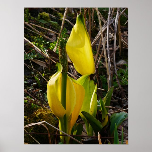 Yellow Skunk Cabbage Flowers Poster (Front)