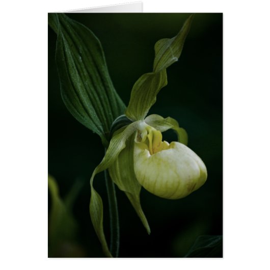 Yellow Slipper Card (Front)