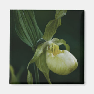 Yellow Slipper Magnet