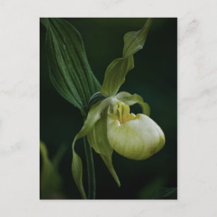 Yellow Slipper Postcard