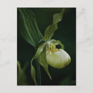 Yellow Slipper Postcard