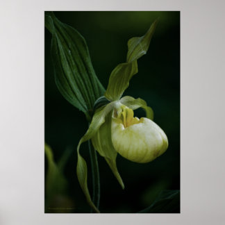 Yellow Slipper Print