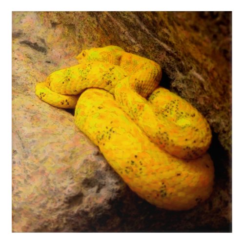 Yellow Snake Painting Acrylic Print