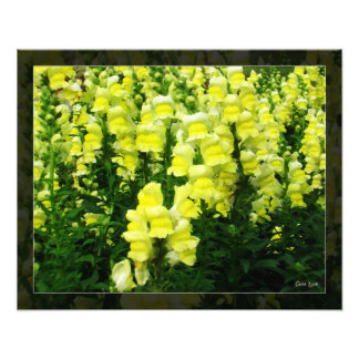 Yellow Snapdragon Field photo Print