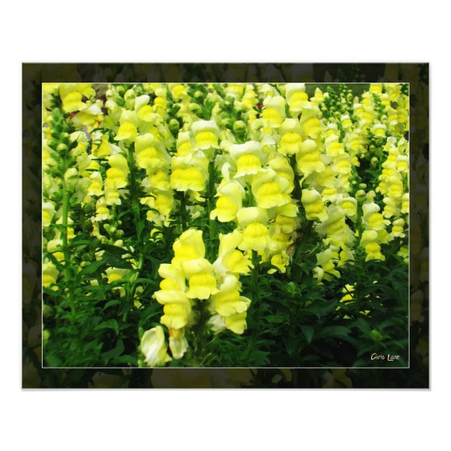 Yellow Snapdragon Field photo Print (Front)
