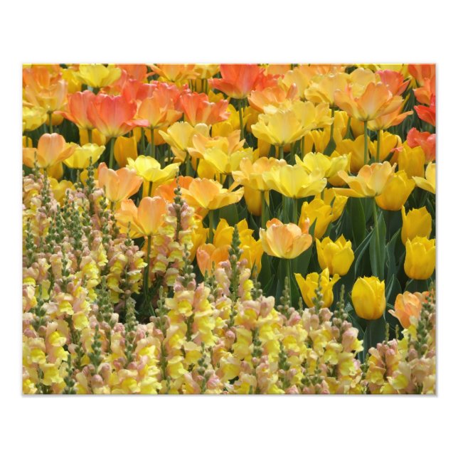 Yellow Snapdragons and Tulips 20" x 16"  Print (Front)