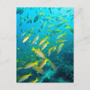 Yellow snapper fish on coral reef postcard