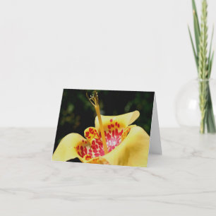 Yellow Spotted Lily Flower Photography  Note Card