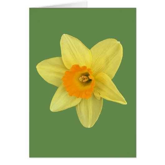 Yellow Spring Daffodil Cards (Front)