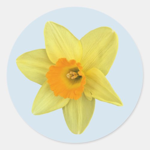 Yellow Spring Daffodil Classic Round Sticker