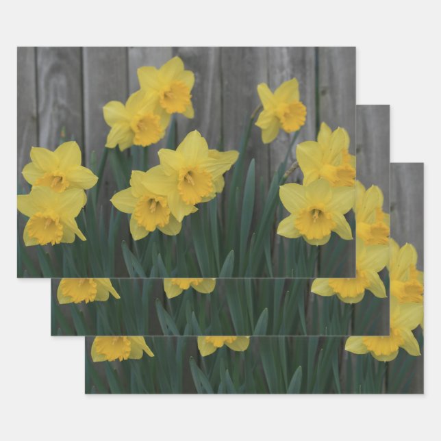 Yellow Spring Daffodil Garden Rustic Country Photo Wrapping Paper Sheets (Set)