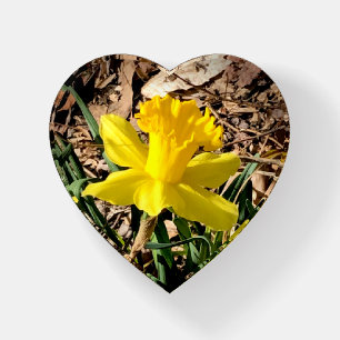 Yellow Spring Daffodil in the Garden Mother’s Day Paperweight