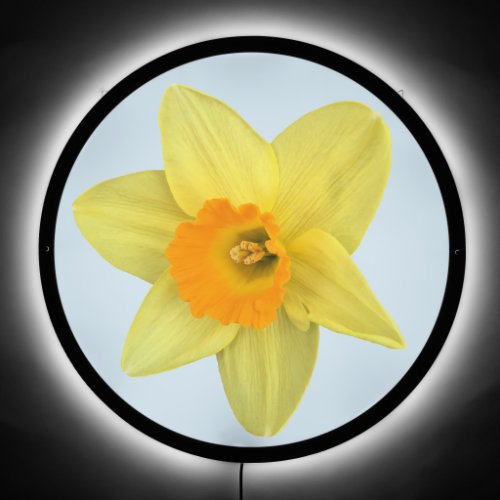 Yellow Spring Daffodil LED Sign