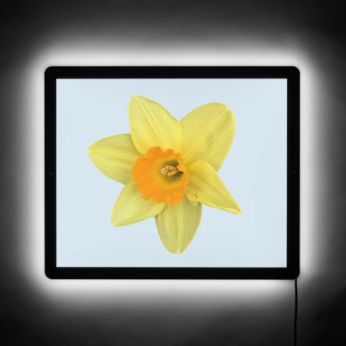 Yellow Spring Daffodil LED Sign